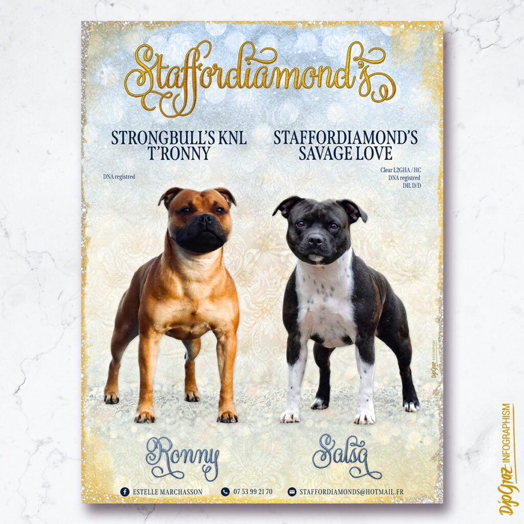 Affiche breeding : Staffordiamonds